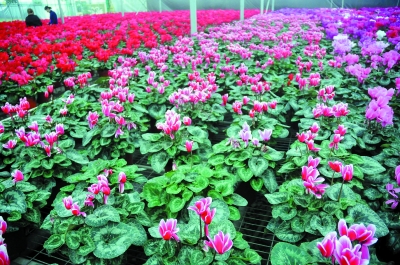 哈尔滨：现代化温室内数千株各色仙客来陆续开花