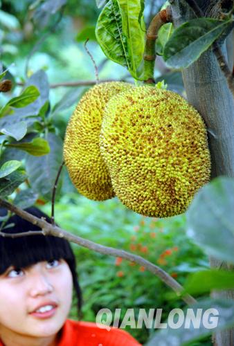 喜迎元旦 花卉大观园2斤重姊妹菠萝蜜挂果(图)