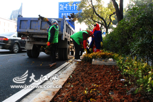 南昌阳明路隔离花坛里枯死的花卉被施工人员铲除。 