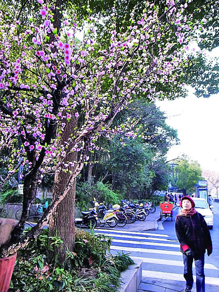 杭州：寒冬时节“桃花”朵朵开（图）