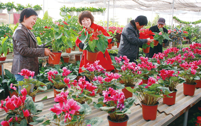 近日，山西省阳城县岳庄村农民在大棚整理准备出售的花卉。