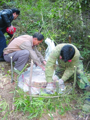 上饶：虫害威胁云碧峰森林公园松林 林业厅批准砍伐