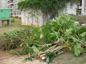 小区住户种的果树全被砍掉