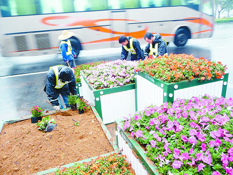 昨日，园林工人冒着细雨在情侣路上摆放鲜花。