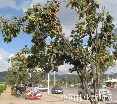 玉溪建成国内首条柿树景观大道 长达5公里(图)