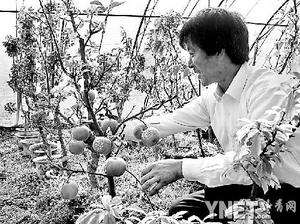 盆栽苹果