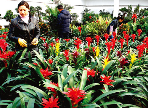 金昌市活水平提高 花卉市场带来浓浓春意