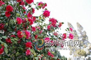 烟花三月扬州举办万花会