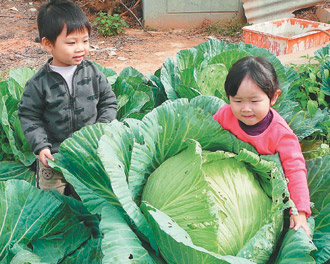 台中男子种出巨无霸高丽菜 是一般的五倍大（图）