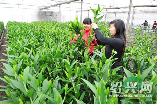 绍兴组培12万支香水百合 荷兰百合花种球绍兴