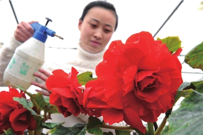 牡丹海棠空降北京迎接三八妇女节