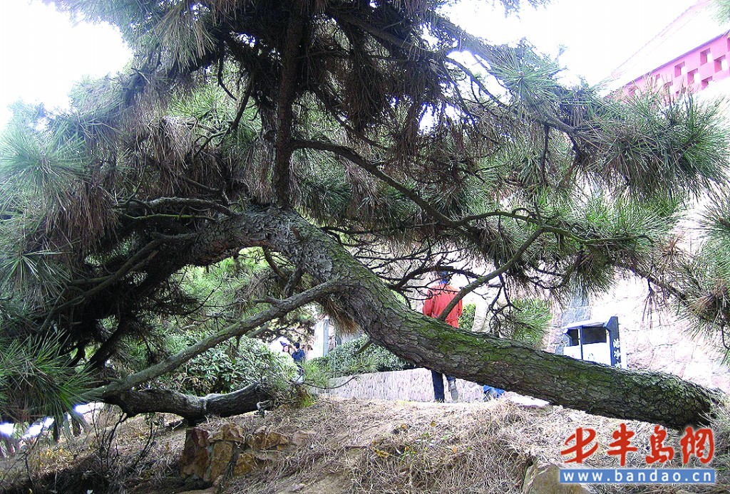 这棵黑松多数叶子发黄，几乎倒在地上