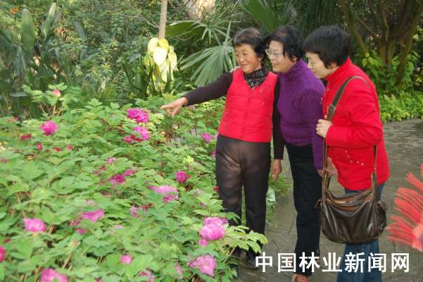 市民们正在赏牡丹的情景