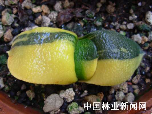 卧牛