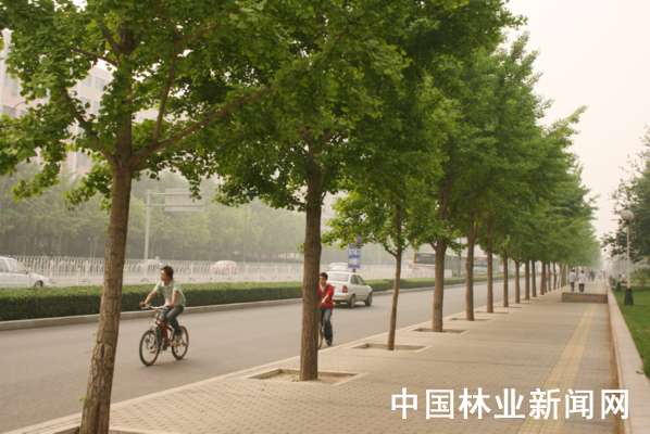  北京街头的银杏林带