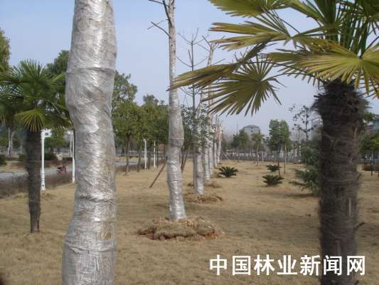 绿地新栽树木过年也穿保暖内衣