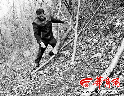 多棵树被盗伐