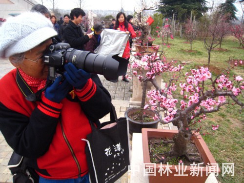 南京举办梅盆景精品艺术展