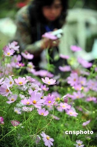 香港即将举行花卉展 “秋英“为主题花