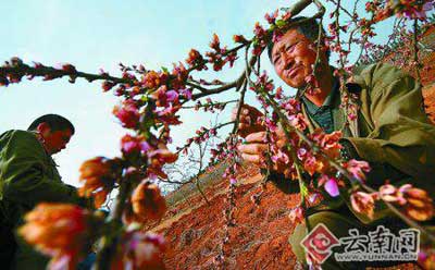 望着满园败落的桃花，果农心情沉重