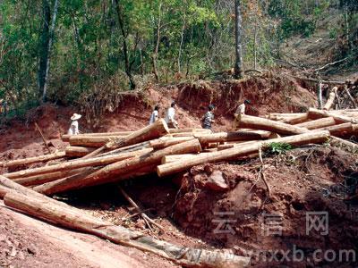景谷县一次伐林数千亩 村民挖断运木山路