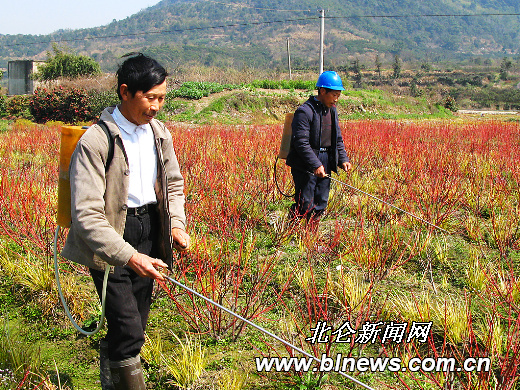 图为在巾帼园艺的苗圃里，两名花农正在给金叶红瑞木打药除草。（记者 张昊 摄）