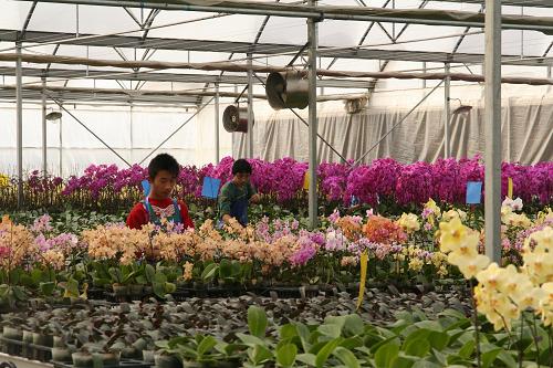 靓馨花卉准备新品种扮靓花博会 
