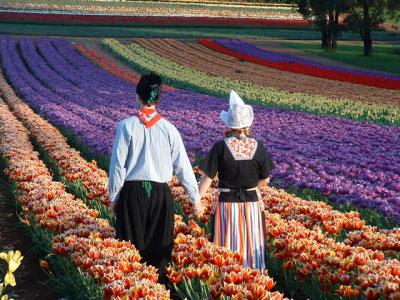 荷兰郁金香花田