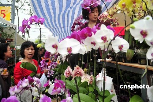 三月十三日，香港一年一度的花卉展览在维园揭幕，图为市民在选购兰花。