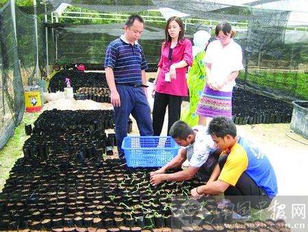 广西专家在马来西亚指导工人种克隆香蕉苗