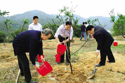 前，博罗县浮山管委会工作人员与游客一起在罗浮山梅花山上种下200多株红梅