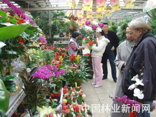 人们在北京莱太花卉市场购买年宵花。