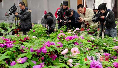 山东省青州市今年9月份将举办第七届中国花卉博览会，洛阳将组织人员参加，并在主会场摆放1500盆反季节洛阳牡丹，为第七届中国花卉博览会添彩。