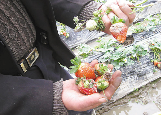 鲜草莓烂在水里