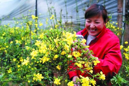 迎春花