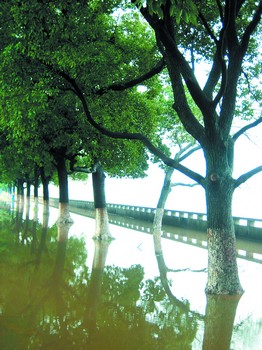 湘江风光带上十几棵樟树泡在雨水中，长时间这样泡“汤”，恐怕真要“泡汤”了。