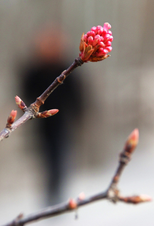 兰州市有望迎来历史最早春 滨河路鲜花含苞待放