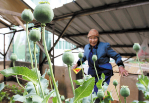 李老太在房顶种植的罂粟已经结果