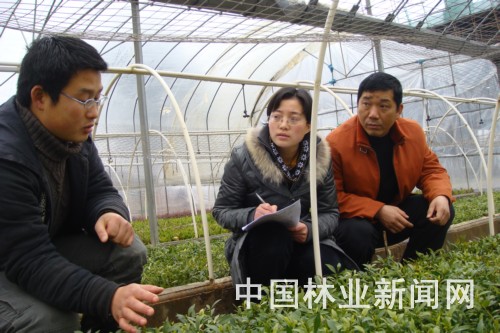 王祥雨（左）正在快繁智能苗床观测苗木生长情况。