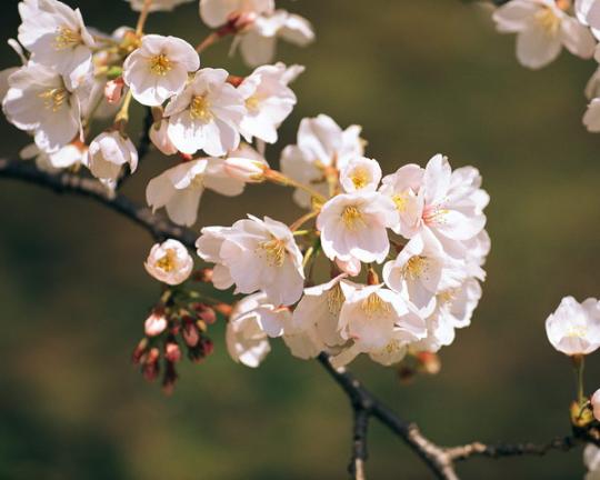 淡粉红花樱花