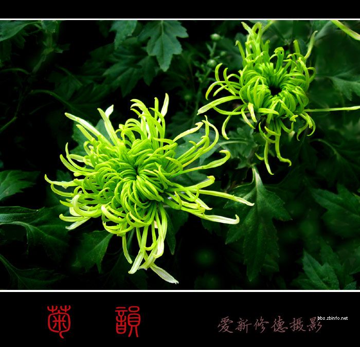 绿色植物