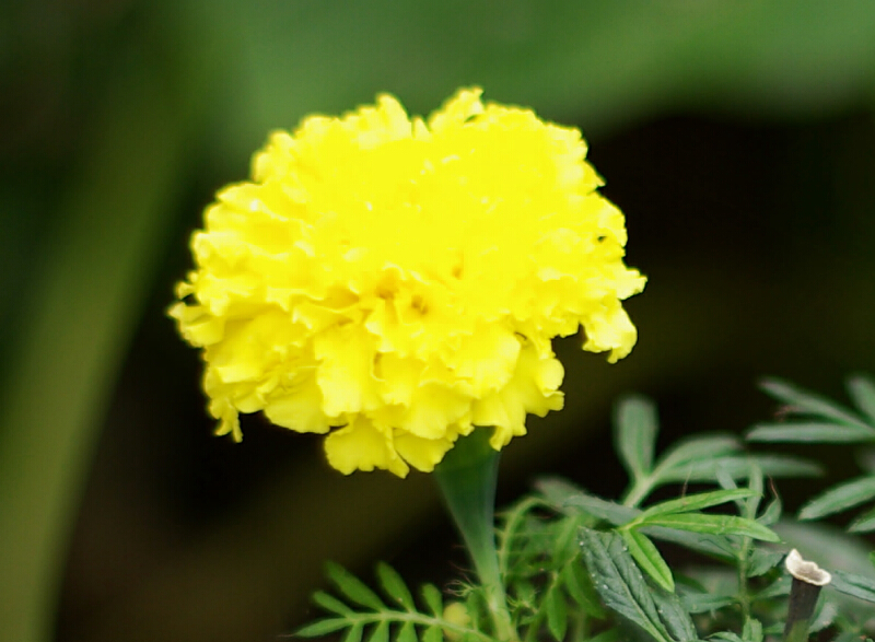 橘黄之花
