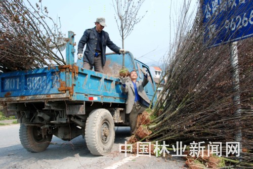 上图为该市一位苗农正准备将5000株樱花苗木销往萧山。