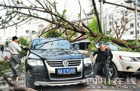 成都一人行道银杏拦腰断裂 砸伤百万豪车