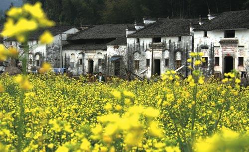 油菜花