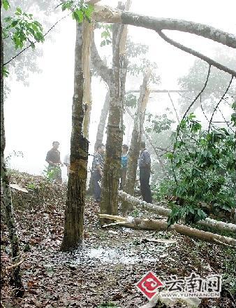 暴风雨昨夜又袭勐腊 40分钟刮倒25000棵橡胶树