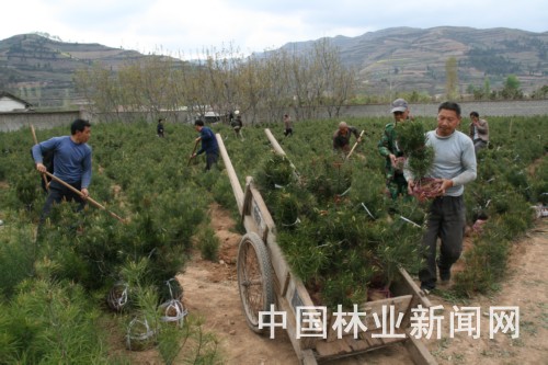甘肃省两当县珍稀树种白皮松苗木畅销
