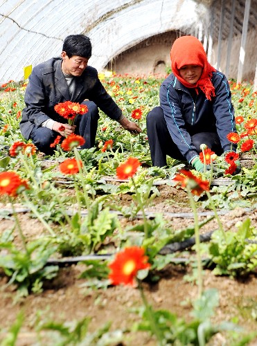 鲜花