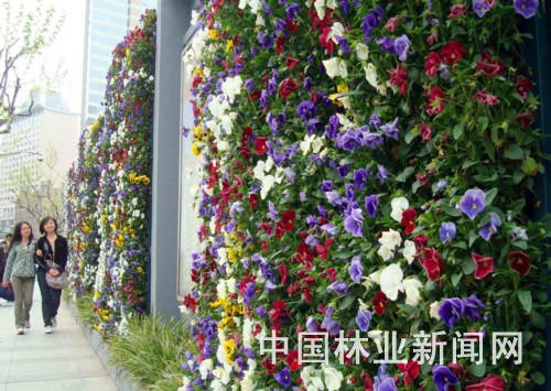 鲜花墙扮靓上海街头