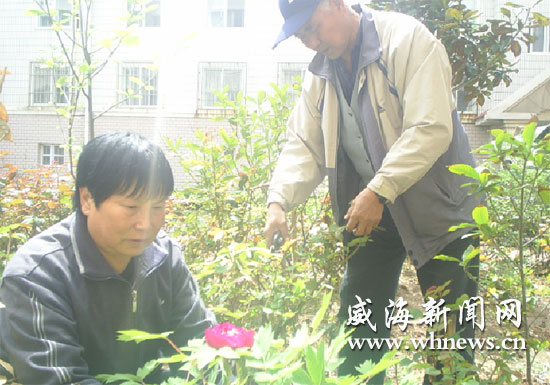 戴建玲、林文山夫妇正在“小花园”里管护牡丹、月季。（